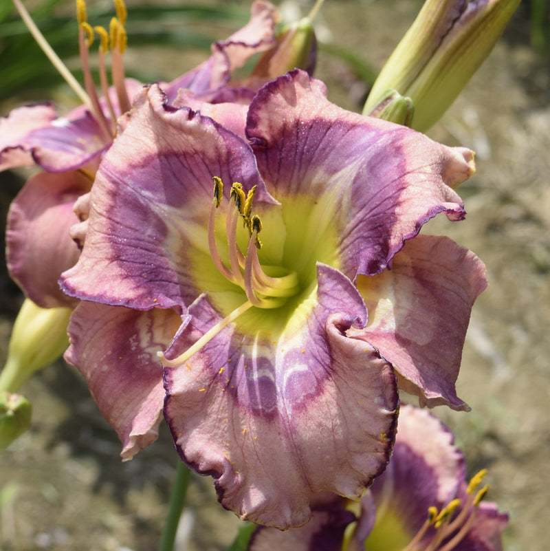 Beach Party Pedicure Daylily from Oakes Daylilies