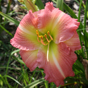 Becky Lynn Daylily from Oakes Daylilies