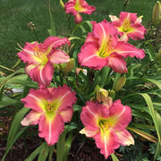 Becky Lynn Daylily from Oakes Daylilies