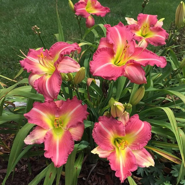 Becky Lynn Daylily from Oakes Daylilies