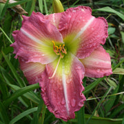 Becky Lynn Daylily from Oakes Daylilies