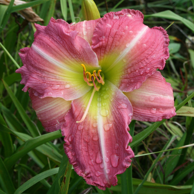 Becky Lynn Daylily from Oakes Daylilies