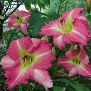 Becky Lynn Daylily from Oakes Daylilies