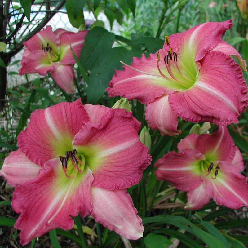 Becky Lynn Daylily from Oakes Daylilies