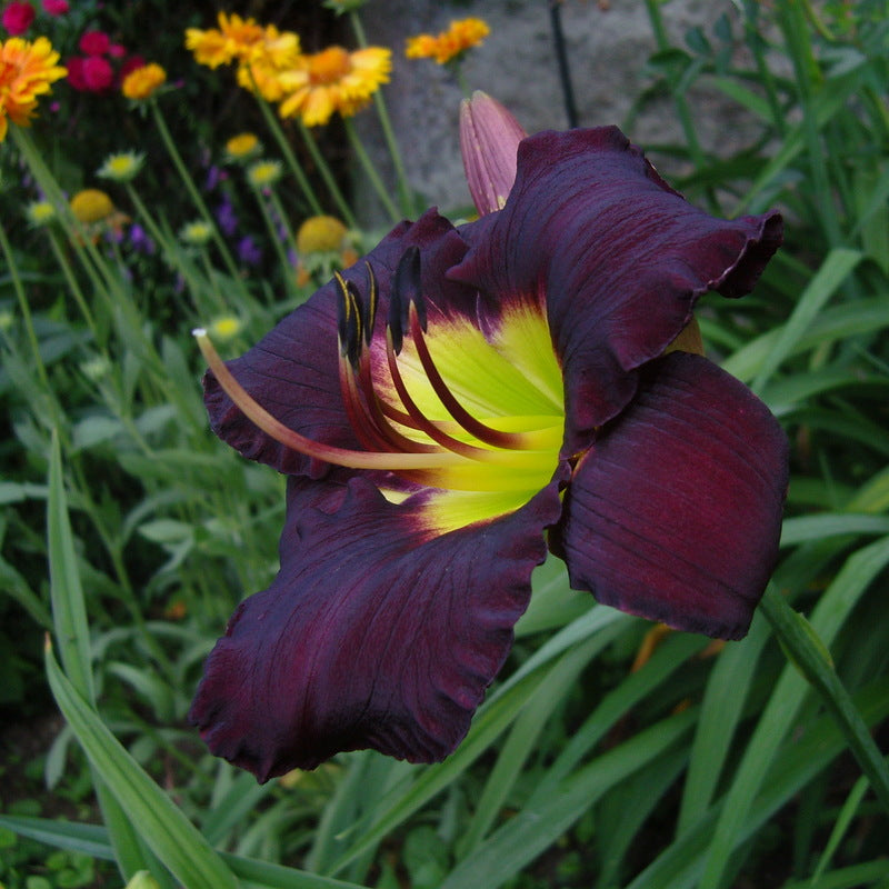 Bela Lugosi Daylily from Oakes Daylilies