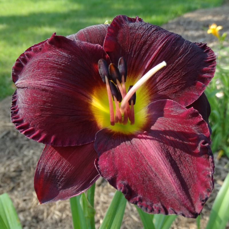 Bela Lugosi Daylily from Oakes Daylilies