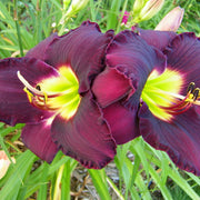 Bela Lugosi Daylily from Oakes Daylilies
