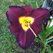 Bela Lugosi Daylily from Oakes Daylilies
