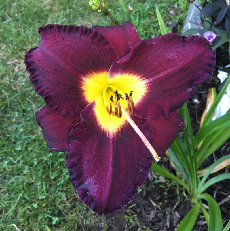 Bela Lugosi Daylily from Oakes Daylilies