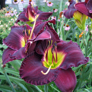Bela Lugosi Daylily from Oakes Daylilies