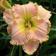 Belle Cook Daylily from Oakes Daylilies