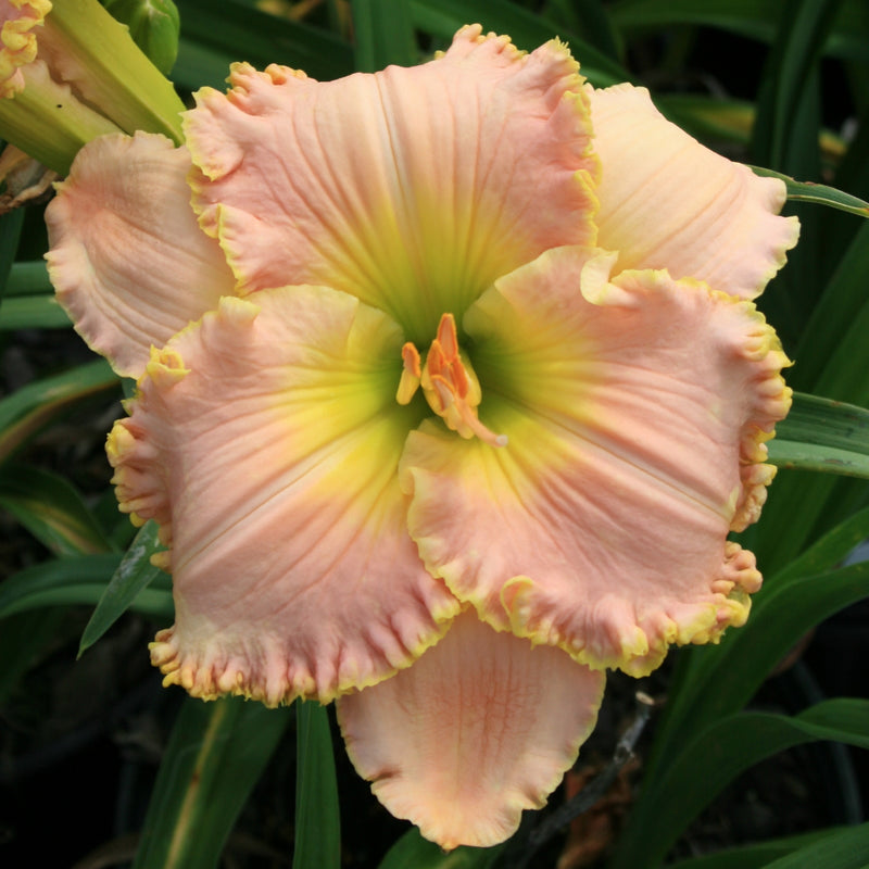 Belle Cook Daylily from Oakes Daylilies