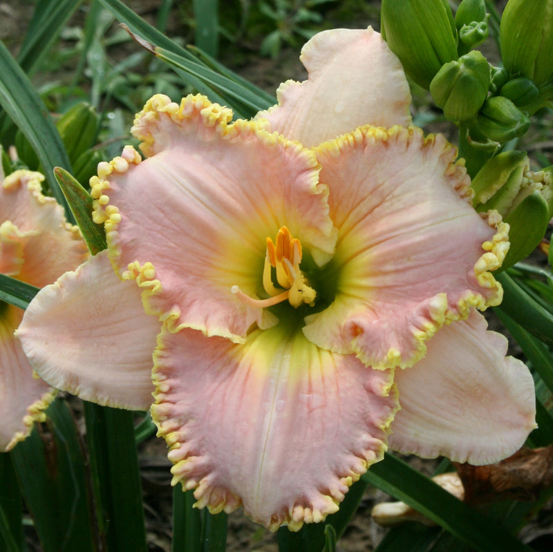 Belle Cook Daylily from Oakes Daylilies