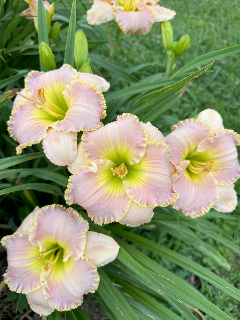 Belle Cook Daylily from Oakes Daylilies