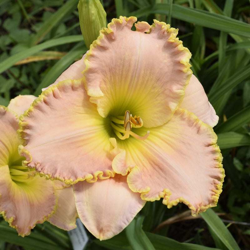 belle lily flower Belle Of Ashwood Daylily