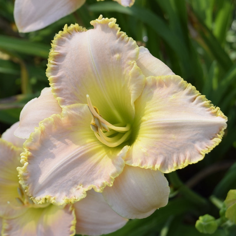 Belle of Ashwood Daylily from Oakes Daylilies