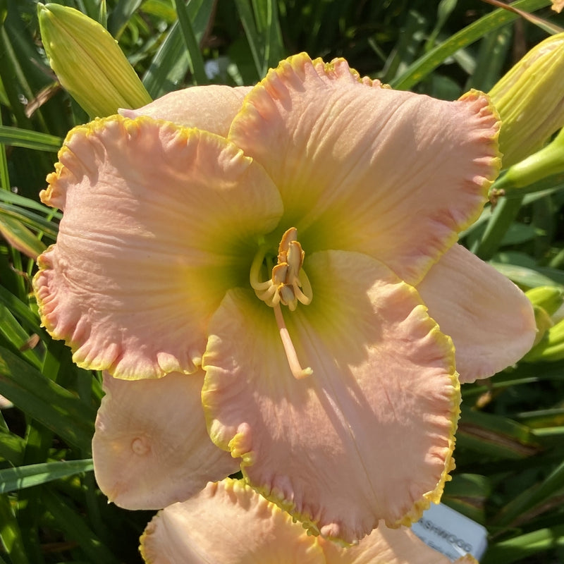Belle of Ashwood Daylily from Oakes Daylilies