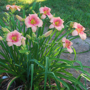 Beloved Deceiver Daylily from Oakes Daylilies