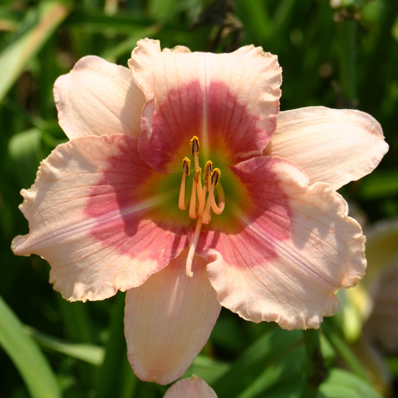 Beloved Deceiver Daylily from Oakes Daylilies