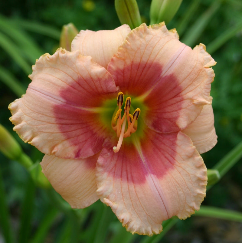 Beloved Deceiver Daylily from Oakes Daylilies