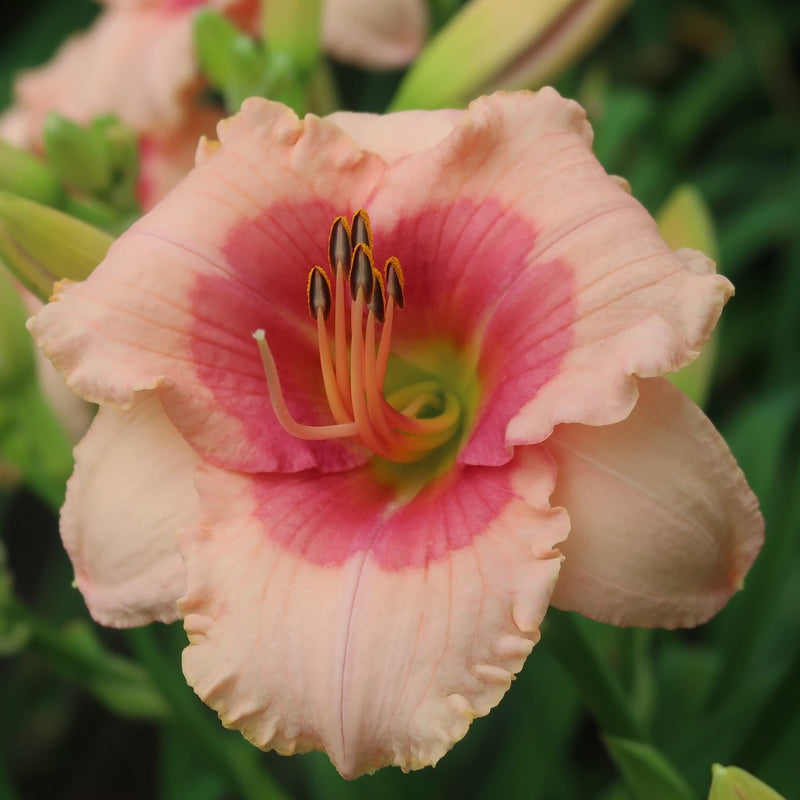 Beloved Deceiver Daylily from Oakes Daylilies
