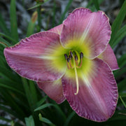 Benchmark Daylily from Oakes Daylilies