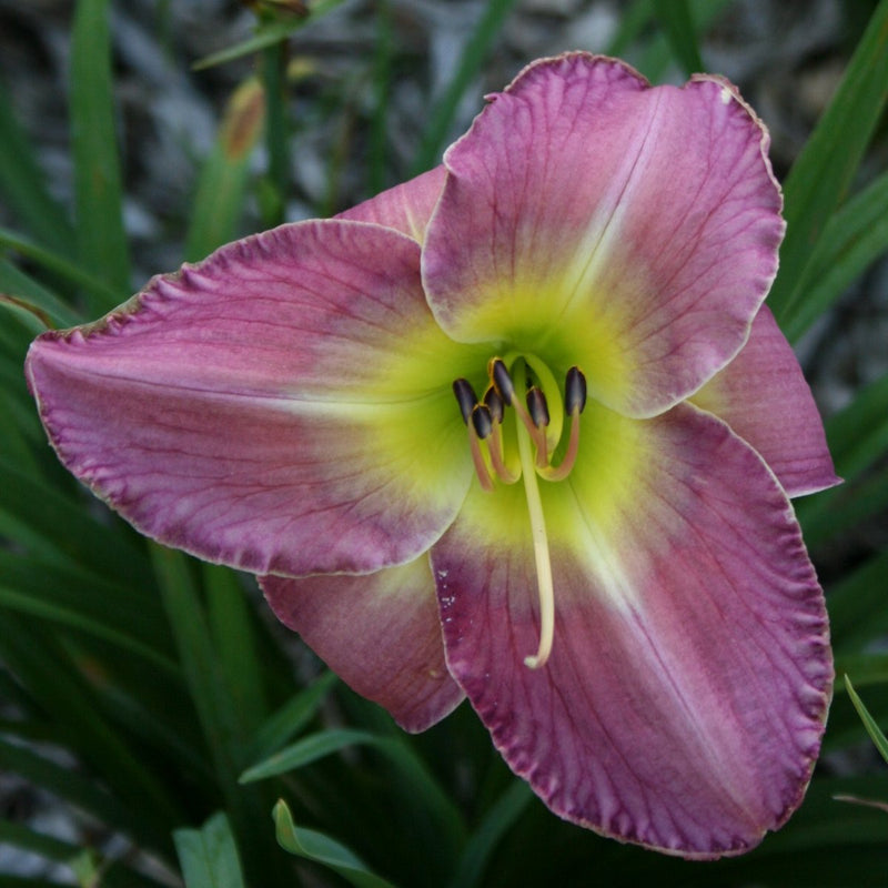 Benchmark Daylily from Oakes Daylilies