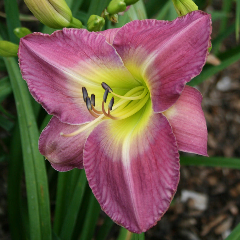 Benchmark Daylily from Oakes Daylilies