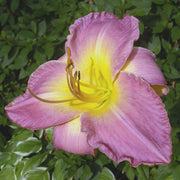 Benchmark Daylily from Oakes Daylilies