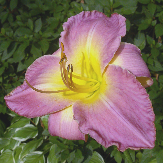Benchmark Daylily from Oakes Daylilies