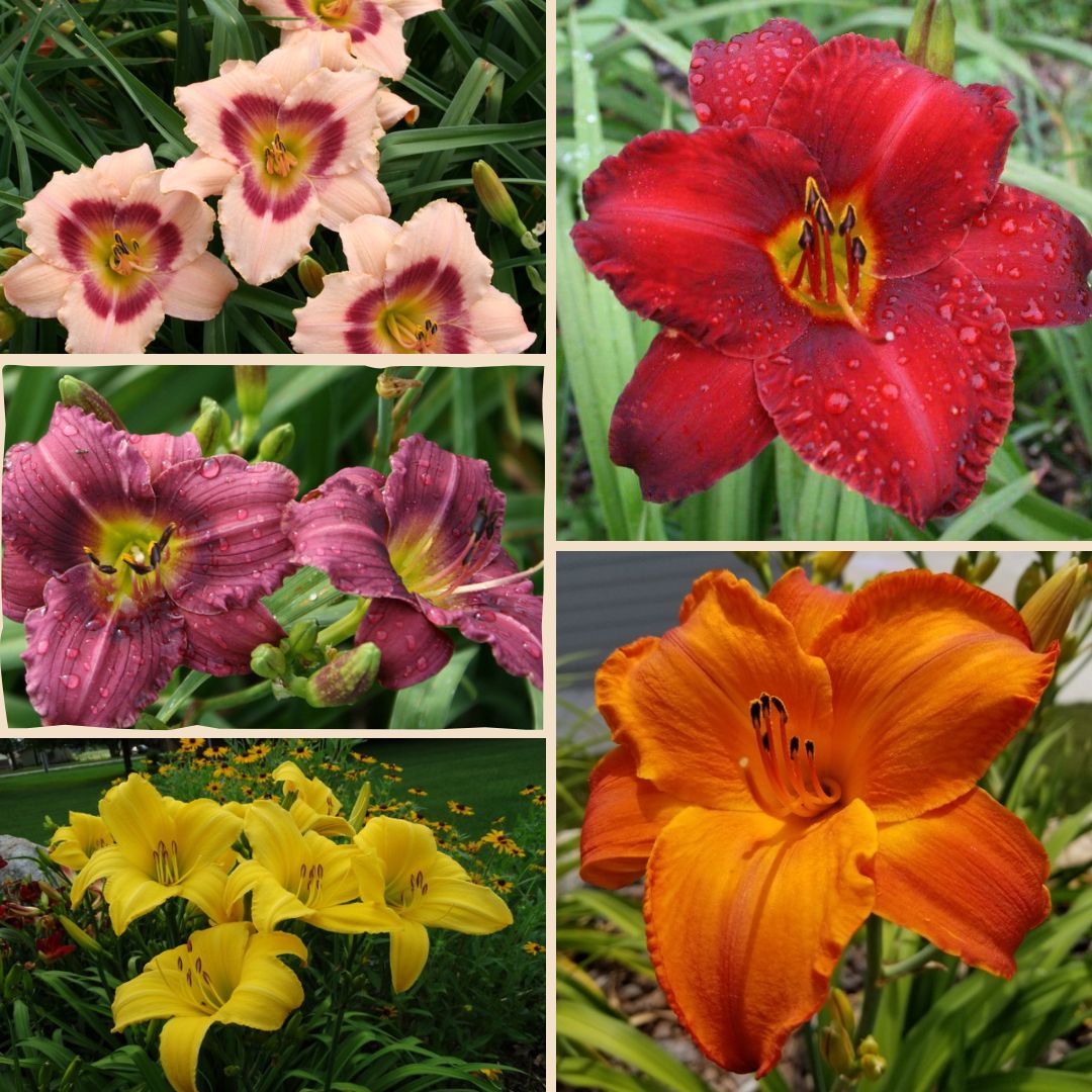 Best Sellers Collection | Everyone's Favorites | Oakes Daylilies