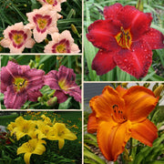 Best Sellers Daylily Collection from Oakes Daylilies