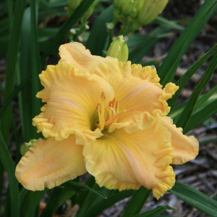 Better Than Butter Daylily from Oakes Daylilies
