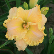 Better Than Butter Daylily from Oakes Daylilies