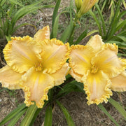 Better Than Butter Daylily from Oakes Daylilies
