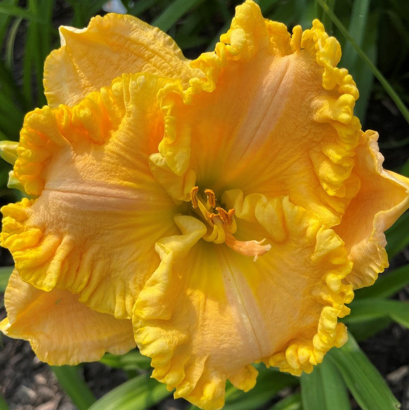 Better Than Butter Daylily from Oakes Daylilies