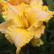 Better Than Butter Daylily from Oakes Daylilies