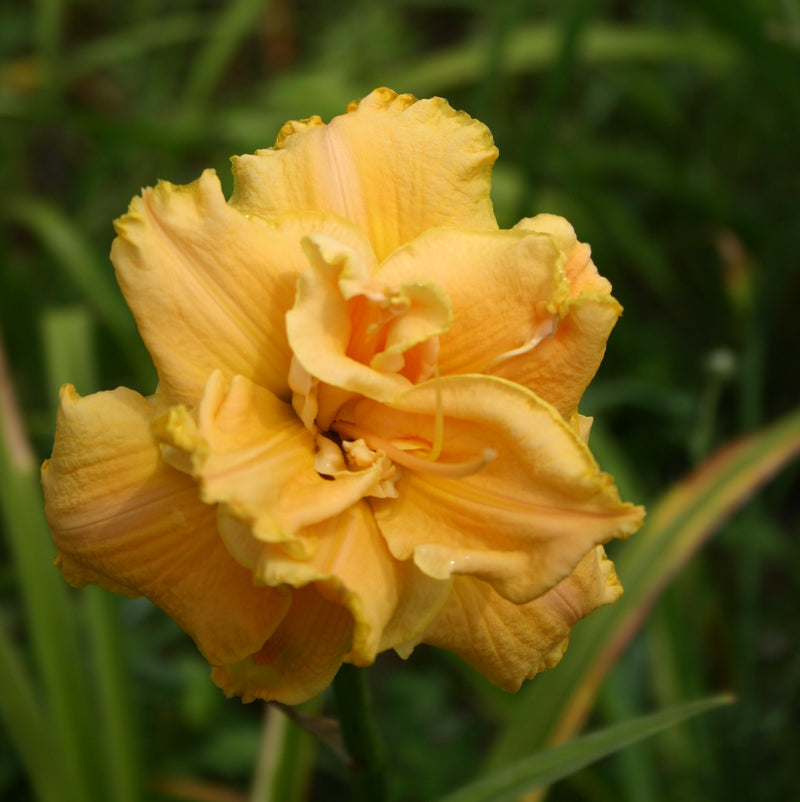 Better Yet Daylily from Oakes Daylilies