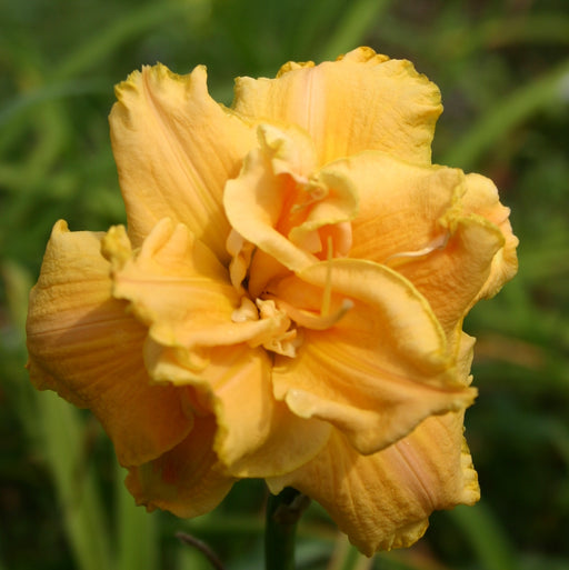 Better Yet Daylily from Oakes Daylilies