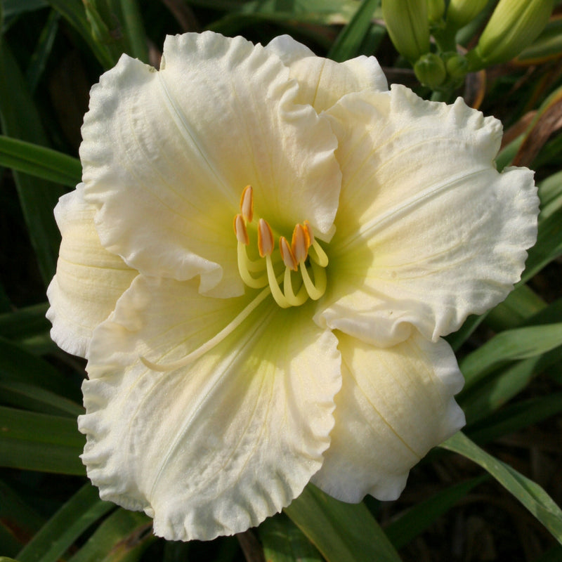 Big Snowbird Daylily from Oakes Daylilies