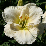 Big Snowbird Daylily from Oakes Daylilies