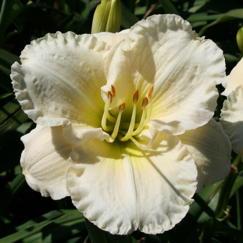 Big Snowbird Daylily from Oakes Daylilies