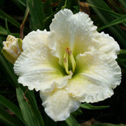 Big Snowbird Daylily from Oakes Daylilies