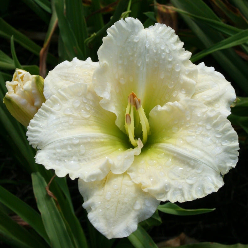 Big Snowbird Daylily from Oakes Daylilies