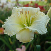 Big Snowbird Daylily from Oakes Daylilies