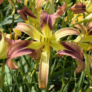 Birdwing Butterfly Daylily from Oakes Daylilies