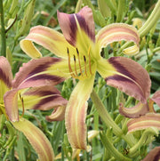 Birdwing Butterfly Daylily from Oakes Daylilies