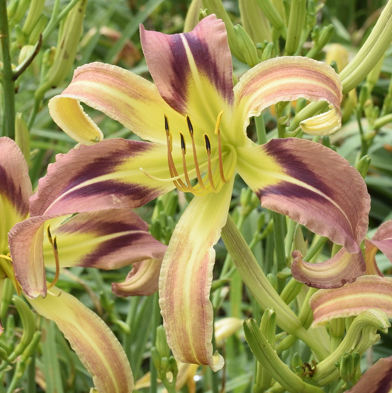 Birdwing Butterfly Daylily from Oakes Daylilies