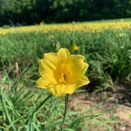 Bitsy Daylily from Oakes Daylilies