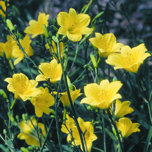 Bitsy Daylily from Oakes Daylilies